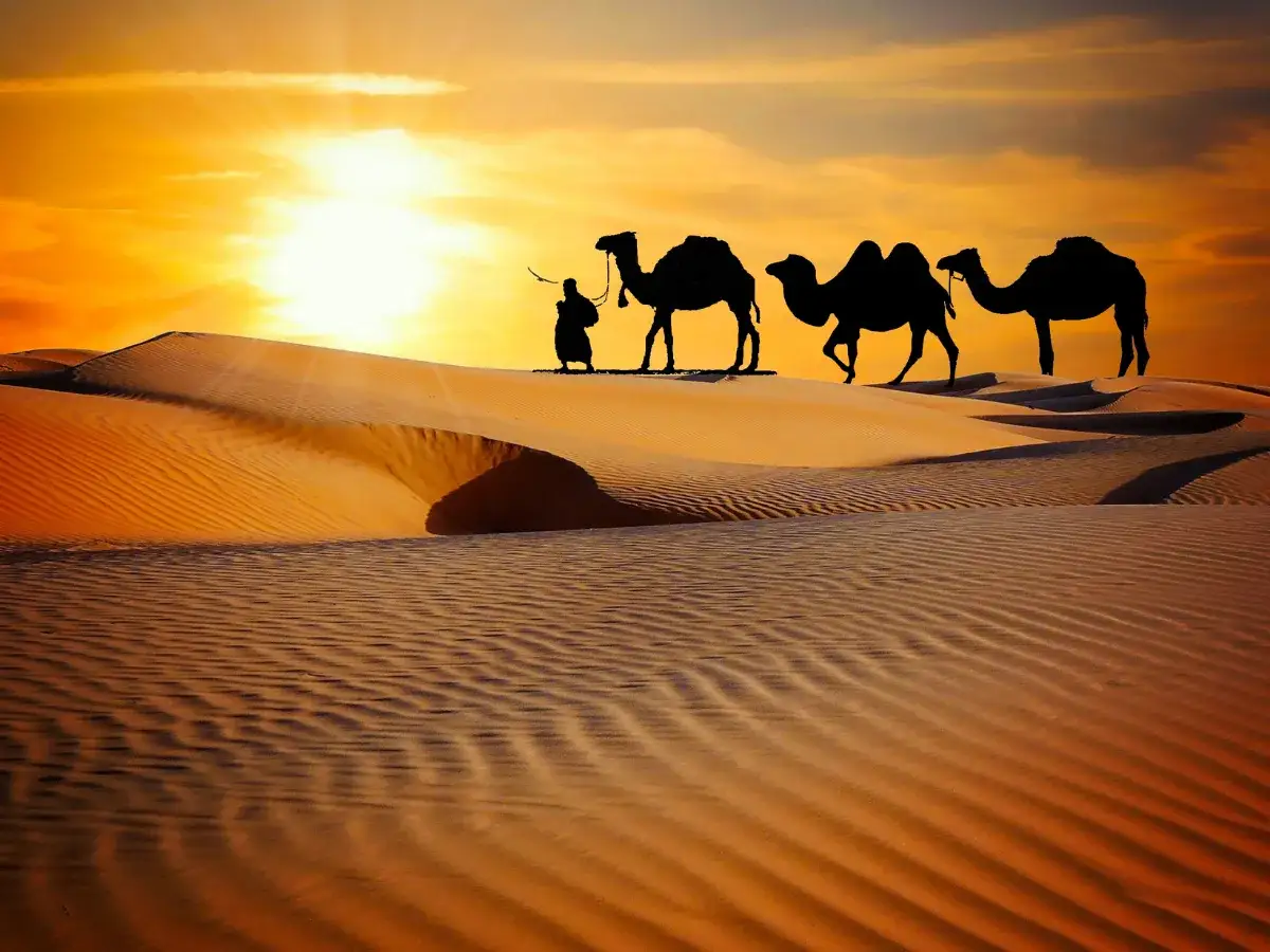 نحوه دسترسی و ترانسفر به سافاری دبی